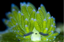 “Cừu lá”, trông rất giống cừu và là loài động vật hiếm hoi có thể quang hợp