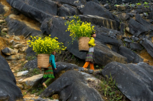 VÀNG trên biển đá đen