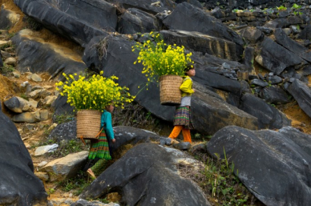 VÀNG trên biển đá đen