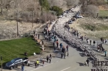 Mỹ: Cảnh tượng 2.500 con cừu băng qua đường khiến hàng trăm người thích thú 