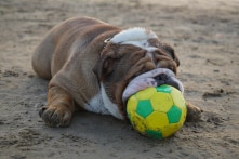 Dù bị chó cắn nát ngón chân, người đàn ông Anh vẫn yêu quý nó vì đã cứu mạng mình