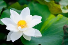 8 lời khuyên tích cực giúp bạn thọ ích suốt đời