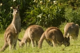 thumb kangaroo0