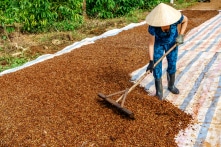 Cà phê Việt Nam gặp thách thức về nguồn gốc “không phá rừng” khi xuất vào EU