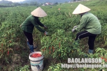 Hàn Quốc thu hồi lô ớt khô Việt Nam chứa chất cấm vượt ngưỡng từ 2-4 lần