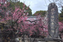 Vi diệu của tình người