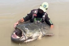 Bắt được cá trê “to khủng” dài gần 3m, được kỳ vọng phá kỷ lục thế giới