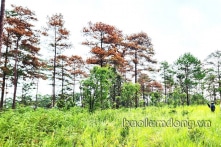 Lâm Đồng: Lại phát hiện rừng thông bị khoan lỗ, bơm hóa chất, đầu độc hàng loạt