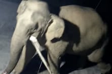 Nghệ An: Voi rừng lại vào nhà dân tìm thức ăn