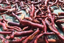 Bị loạn thần do ngộ độc nước nấu từ cây Mú Từn