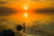 Truyện dân gian Ấn Độ – Phần I: Tham lam hại nhiều hơn lợi