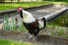 Gà ‘Cười’ Indonesia gáy như người cười, nghe xong chỉ muốn cười theo