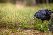 Được bác sĩ thú y cứu sống, quạ Úc trả ơn bằng cách đánh thức cô mỗi sáng