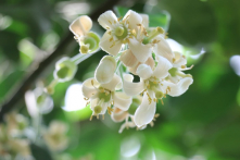 Hương bưởi ngày xưa