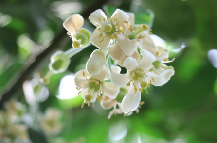 Hương bưởi ngày xưa