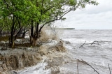 Cà Mau: Gần 29,2 km bờ biển sạt lở, đai rừng phòng hộ mỏng dần