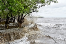 Cà Mau: Gần 29,2 km bờ biển sạt lở, đai rừng phòng hộ mỏng dần