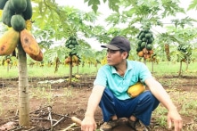 Công ty Nafoods thỏa thuận đền bù cho nông dân trồng đu đủ ở Nghệ An