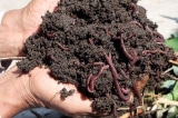 Tận diệt giun đất bán cho Trung Quốc, hậu quả kinh tế khó lường