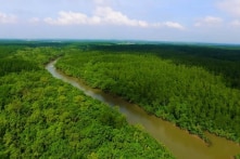 TP.HCM muốn rừng phòng hộ Cần Giờ thành khu Ramsar