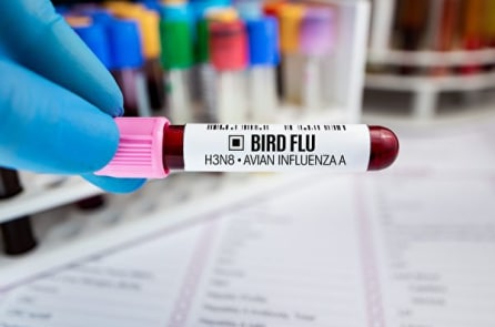 Nghiên cứu: Virus cúm gia cầm H3N8 ở người lây nhiễm cao, có thể có nguy cơ bùng phát