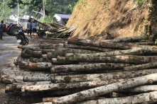 Hơn 1.600ha rừng biến mất, Cục Kiểm lâm nói chủ yếu do cháy rừng