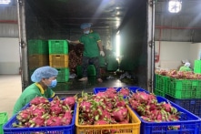 Phát hiện dư lượng thuốc trừ sâu, siêu thị tại Anh dừng bán thanh long Việt Nam 