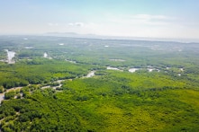 TP.HCM muốn lấy 90 ha đất rừng phòng hộ vào Dự án cảng Cần Giờ