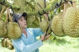 Dù giảm mạnh trong tháng 10, xuất khẩu rau quả vẫn đạt mức kỷ lục