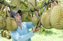 Dù giảm mạnh trong tháng 10, xuất khẩu rau quả vẫn đạt mức kỷ lục