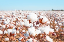 Đằng sau vẻ đẹp của sợi tự nhiên – Phần III: Cotton