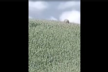 Sơn La: Voi rừng vào đồi ngô tìm thức ăn