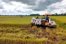 Trở lại đà tăng giá, gạo Việt Nam hiện đắt nhất thế giới