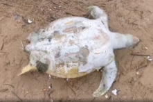 Xác rùa biển quý hiếm dạt vào bờ biển Vũng Tàu