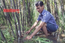 Nhà máy đường Phụng Hiệp ngừng hoạt động, ‘tránh’ lỗ hơn 71 tỷ đồng