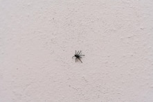 Nghe tiếng lạo xạo nhiều ngày, người phụ nữ hoảng hồn phát hiện có nhện trong tai