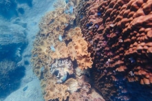 Bình Thuận điều chỉnh chức năng Khu bảo tồn biển Hòn Cau