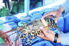 Trung Quốc ngừng nhập khẩu tôm hùm bông khiến giá rớt mạnh