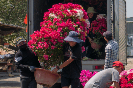 Hoa Tết chan hòa trong nắng xuân Sài Gòn