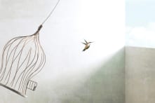 Truyện ngắn: Con chim nhỏ trong lồng