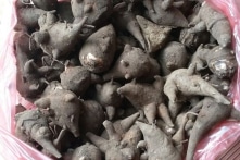 Ăn lẩu có củ ấu tẩu, 11 người trúng độc