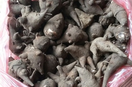 Ăn lẩu có củ ấu tẩu, 11 người trúng độc