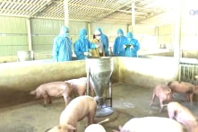 Nguy cơ dịch tả lợn châu Phi lây lan diện rộng