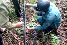 Cà Mau có hơn 40.000 ha đất than bùn