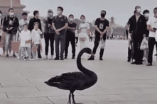 “Thiên nga đen” và “tê giác xám” của kinh tế Trung Quốc năm 2025