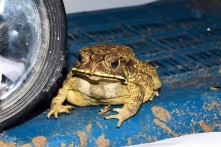 Thịt cóc không độc nhưng cực dễ nhiễm chất kịch độc trong gan, trứng, da…