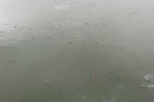 Cá chết thối trong hồ nước công viên ‘độc nhất Đông Nam Á’