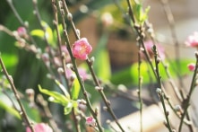 Miền Bắc sắp đón mưa nhỏ và rét