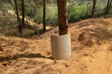 121 cây thông bị lấp gốc, cắt rễ trong dự án nghỉ dưỡng Núi Hoa Đà Lạt