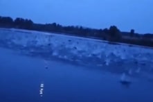 TQ: Hàng loạt cá nhảy lên khỏi mặt nước ở Sơn Đông, nghi sắp có động đất